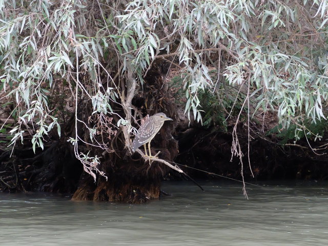Ślepowron, Delta Dunaju. Foto: D. Jaworska
