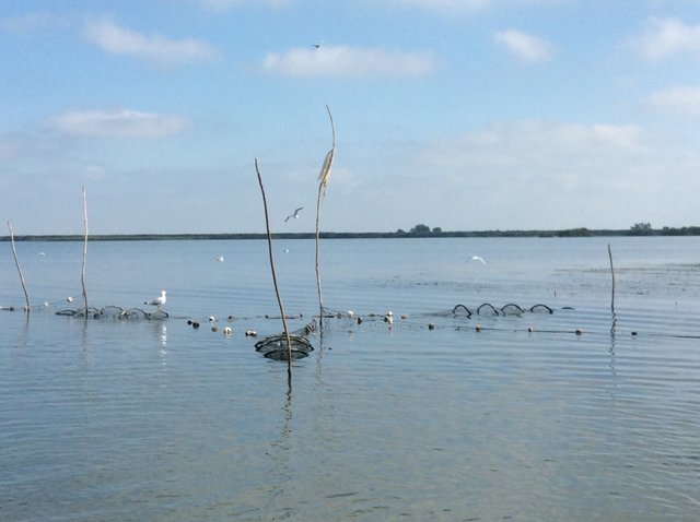 Delta Dunaju•Foto: D.Jaworska