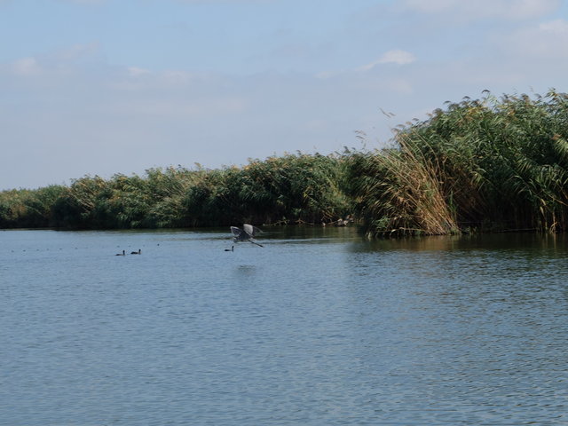 Delta Dunaju, Rumunia•foto: D. Jaworska