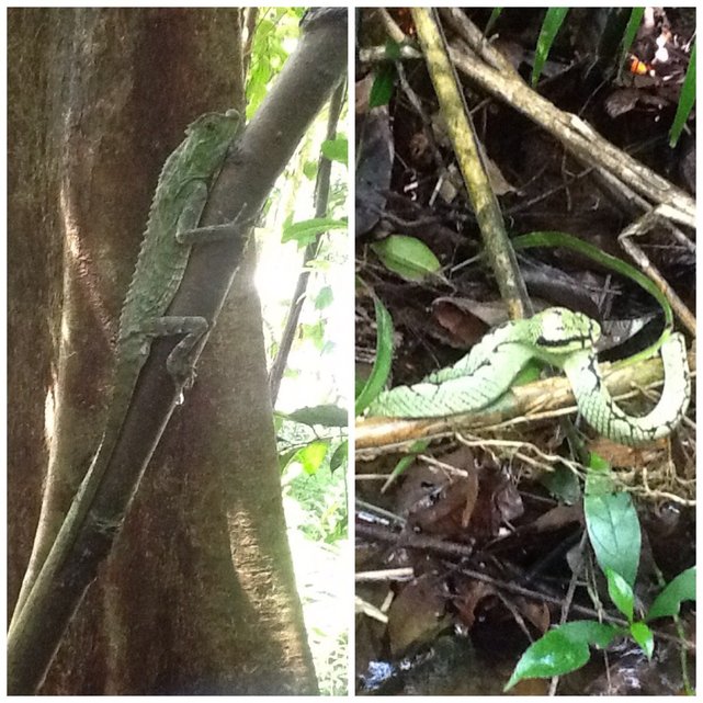 Singharaja Rainforest, Sri Lanka•Foto: D. Jaworska