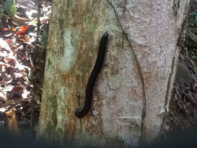 Singharaja Rainforest, Sri Lanka•Foto: D.Jaworska