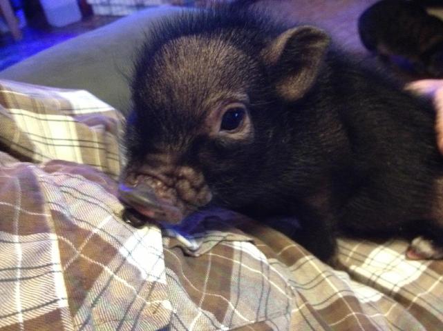 Wietnamska Świnka Zwisłobrzucha