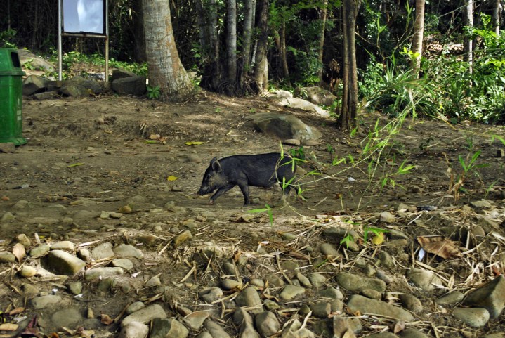 Wietnamska świnka zwisłobrzucha w naturze. Con Dao. Wietnam.  Foto: D. Jaworska