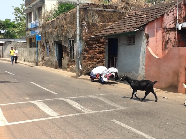 Koza na pasach. Indie