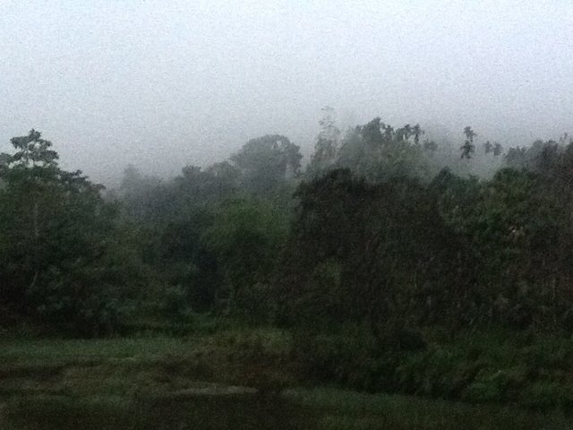 Dżungla. Sri Lnka. Foto: D. Jaworska