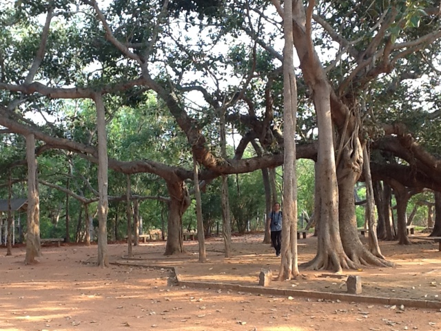 Stare drzewo. Foto: D. Jaworska