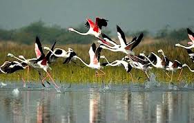 Park Narodowy Bharatpur. Indie. 